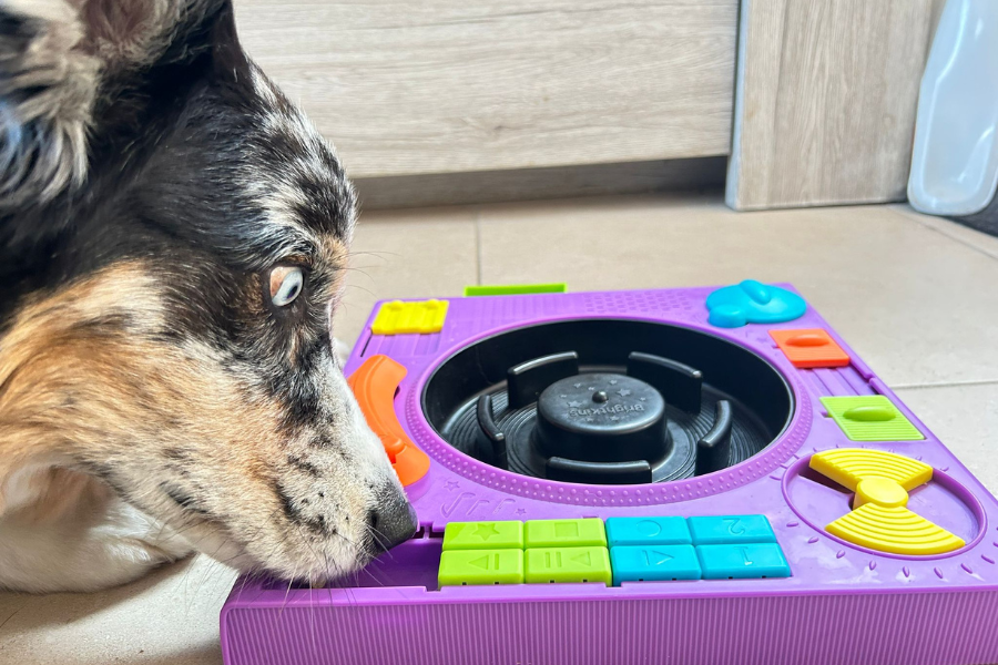 Joueur de puzzle interactif pour chien: chien reniflant une console violet avec pièces colorées bleues, vertes et jaunes autour. Joueur de puzzle interactif pour chien: chien reniflant une console violet avec pièces colorées bleues, vertes et jaunes autour.