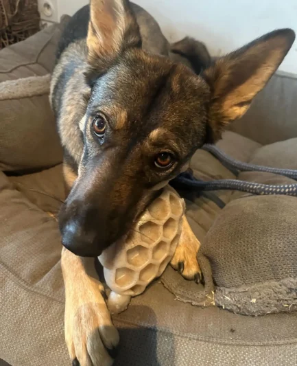 Chien à mâchoire puissante utilisant la tortue de léchage pour s'occuper calmement sans détruire son jouet.