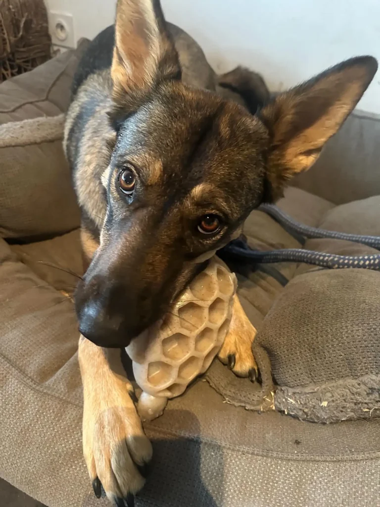 Chien à mâchoire puissante utilisant la tortue de léchage pour s'occuper calmement sans détruire son jouet.