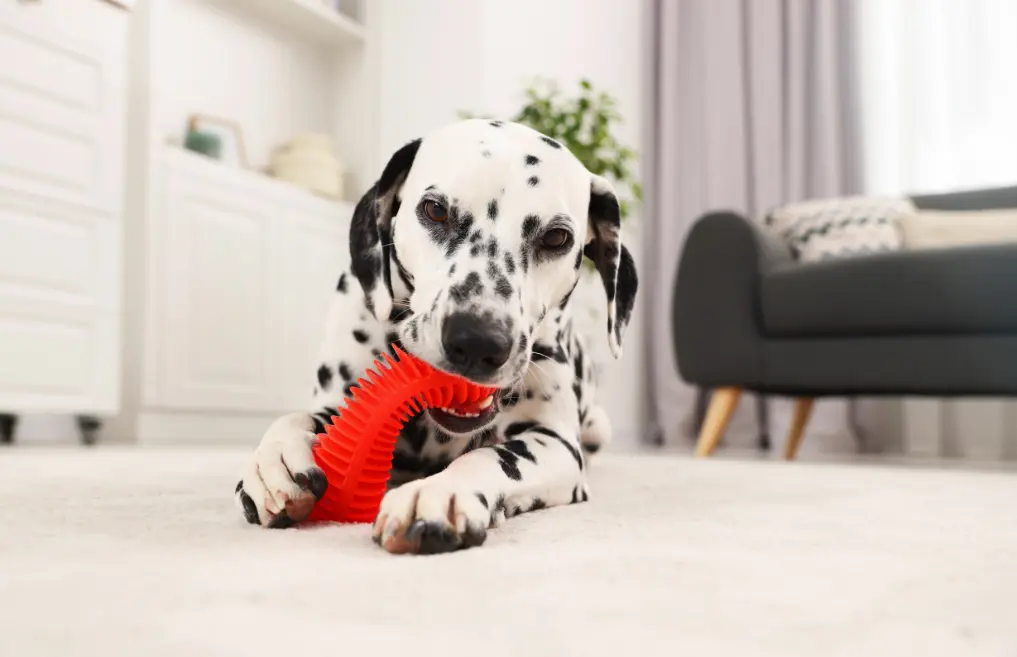 Labrador dalmatien blanc avec taches noires joue avec un jouet en caoutchouc rouge en forme de brosse dans un salon lumineux.