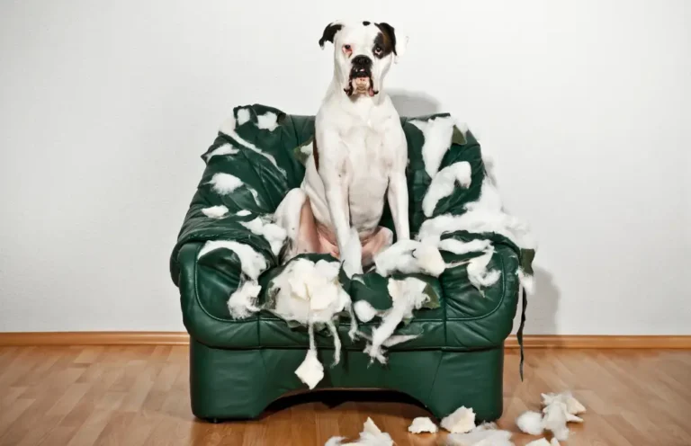 Chien blanc et noir assis sur canapé vert déchiré, peluches et fibres blanches partout sur le canapé et au sol.