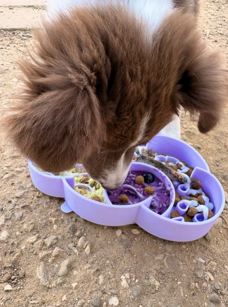 aluna border collie de 3 mois mangeant sa gamelle nuage