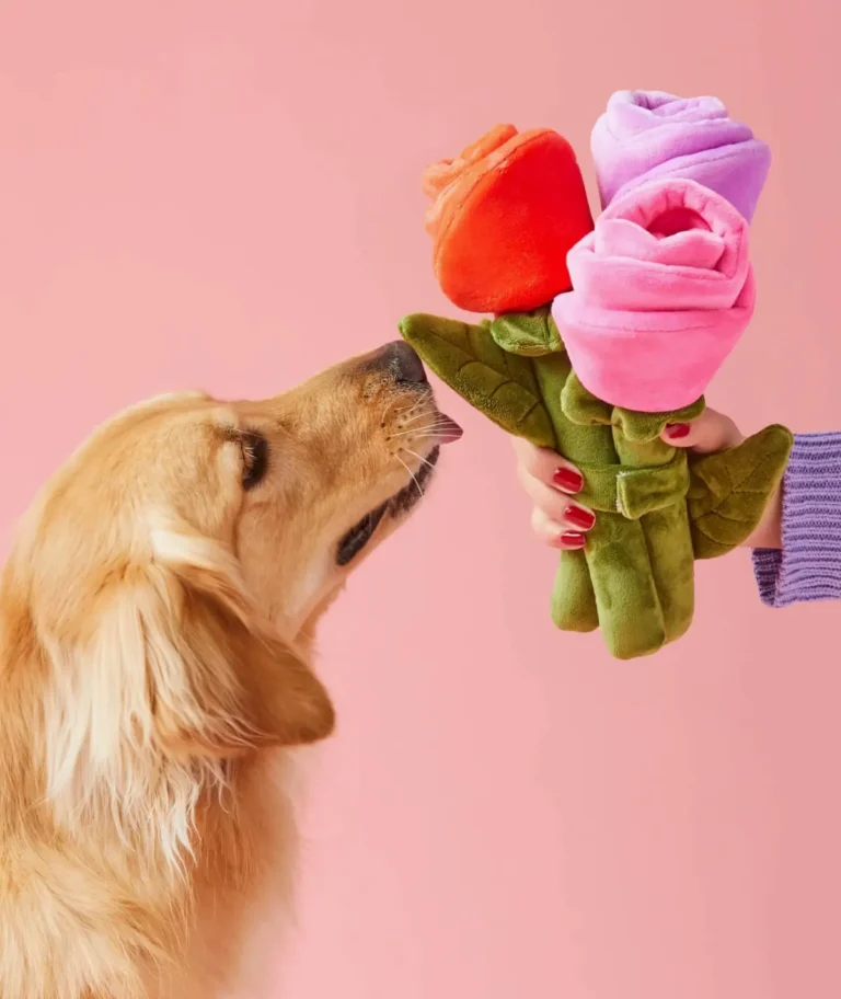 chien avec jouet Bouquet de roses