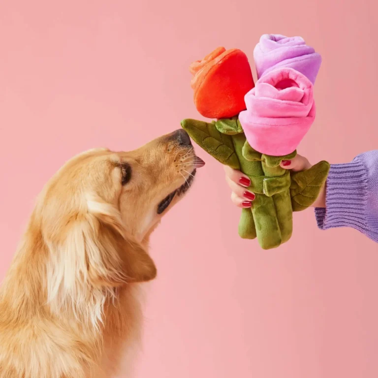 chien avec jouet Bouquet de roses