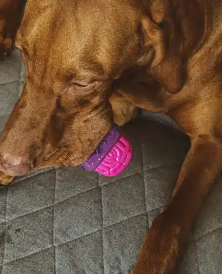chien avec un brainies de la marque zee.dog dans la gueule