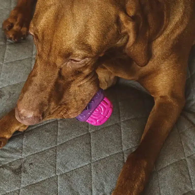 chien avec un brainies de la marque zee.dog dans la gueule
