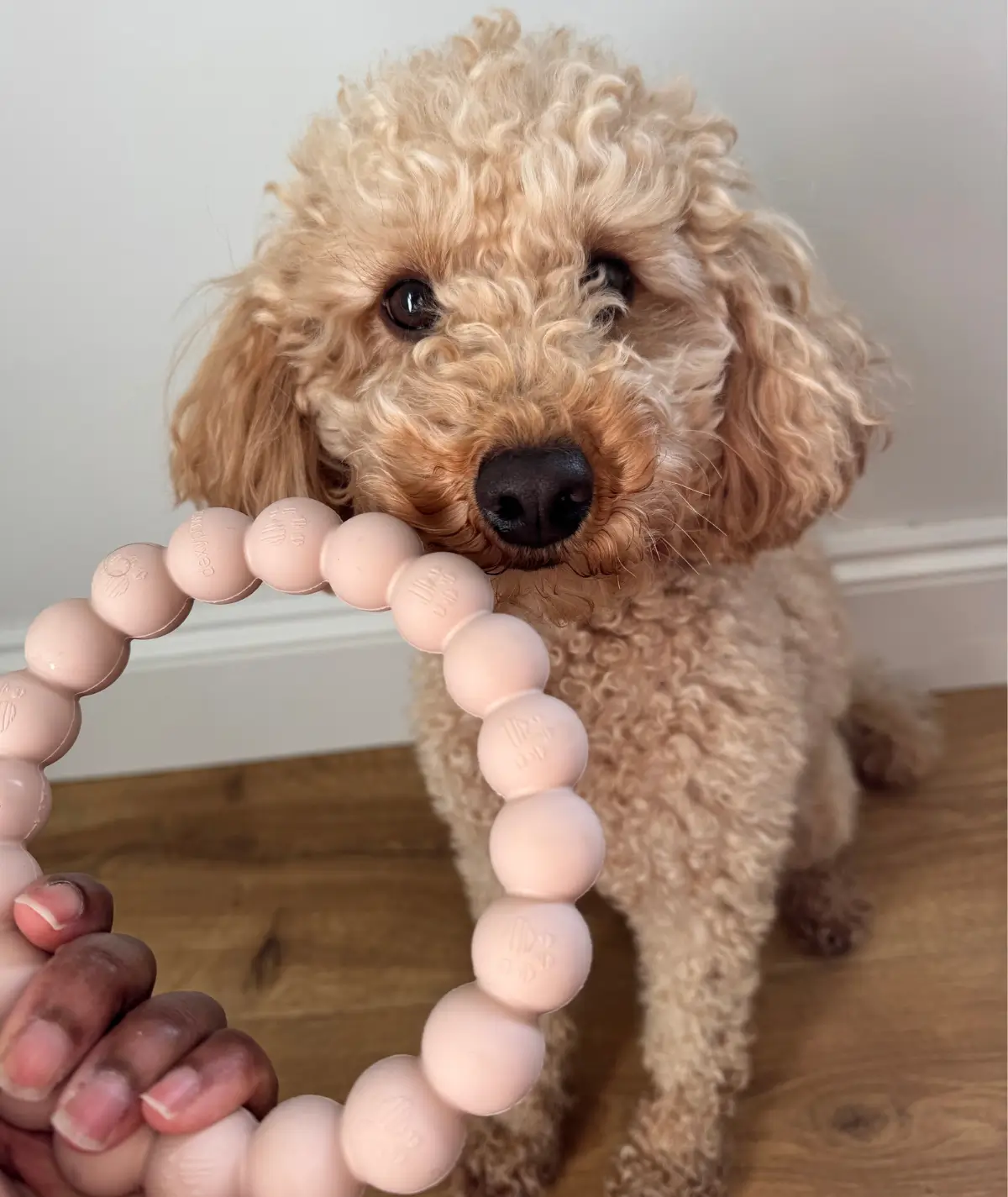 chien-caniche-anneau-dexypaws Lucci posant avec un jouet de dentition chiot 5 mois ultra résistant pour soulager les gencives et les poussées dentaires.