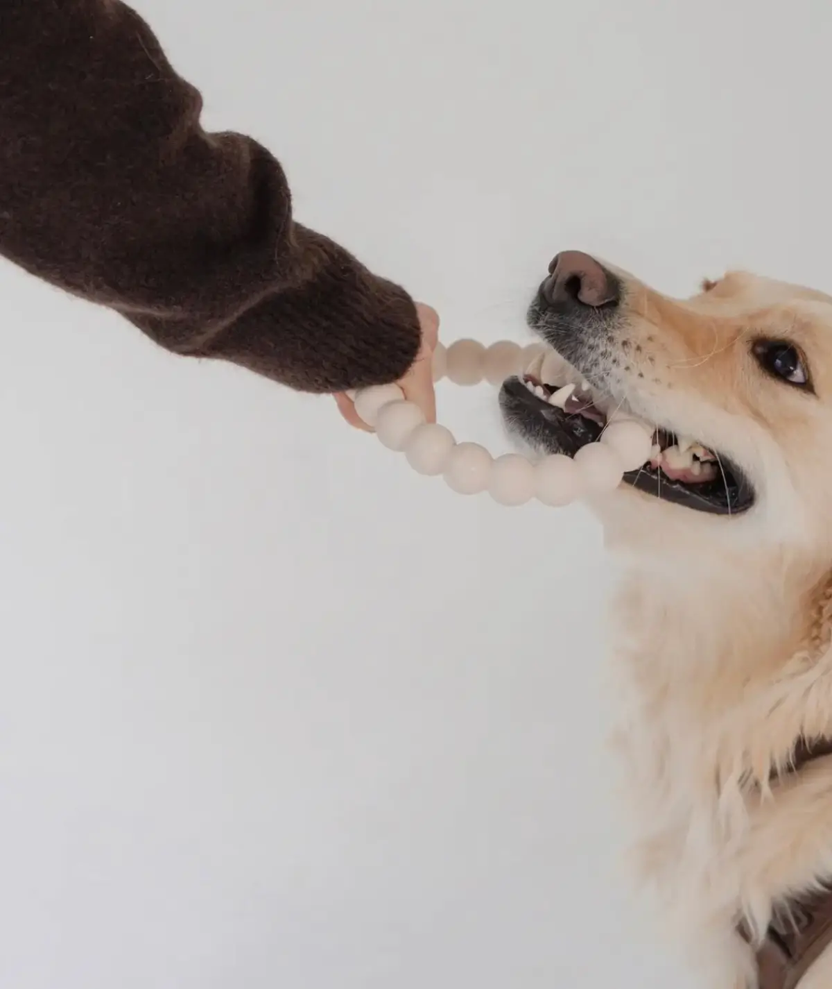 chien-heureux-anneau-dentition Golden retriever tirant l'anneau de dentition pour chien destructeur et mâcheur puissant, jouet d'occupation solide et durable.