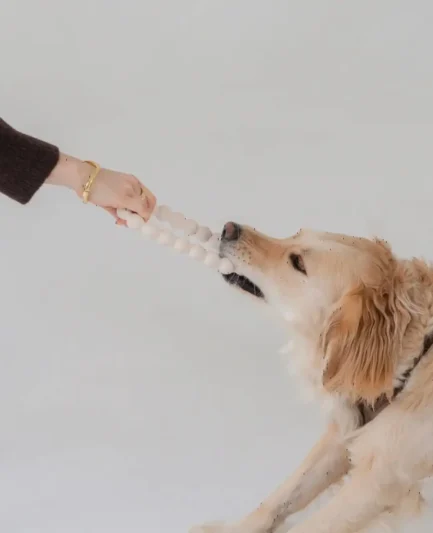 Un Golden Retriever tient fermement dans sa gueule l'anneau de dentition pour chiot Dexypaws tandis que son maître tire de l'autre côté, illustrant la résistance du jouet lors d'un jeu de traction (tug) et la joie du chien.