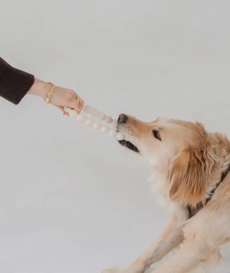 Un Golden Retriever tient fermement dans sa gueule l'anneau de dentition pour chiot Dexypaws tandis que son maître tire de l'autre côté, illustrant la résistance du jouet lors d'un jeu de traction (tug) et la joie du chien.