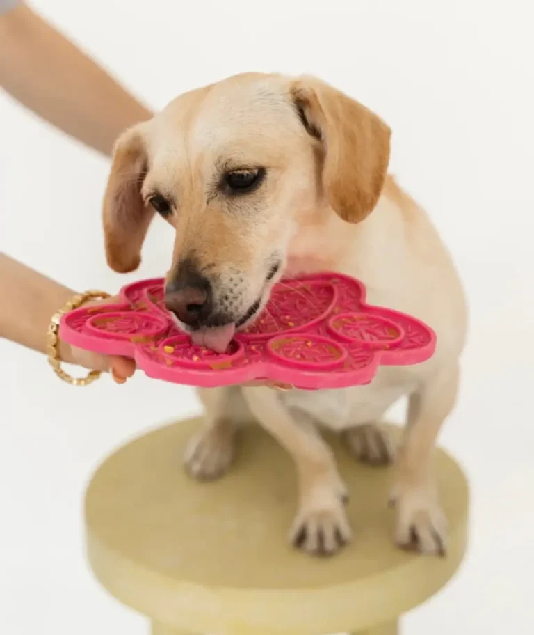 Chien de taille moyenne profitant d'une séance de léchage relaxante