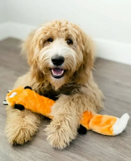 Chien de type Golden Doodle allongé au sol tenant la peluche Jigglerz renard entre ses pattes