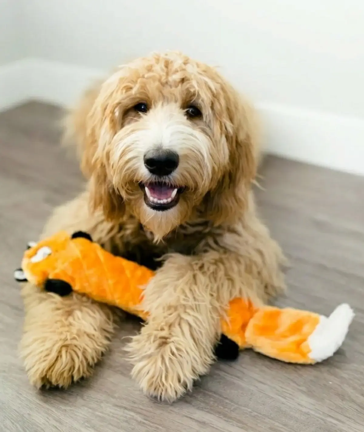 Golden doodle avec sa peluche chien interactif jigglerz zippypaws Chien de type Golden Doodle allongé au sol tenant la peluche Jigglerz renard entre ses pattes