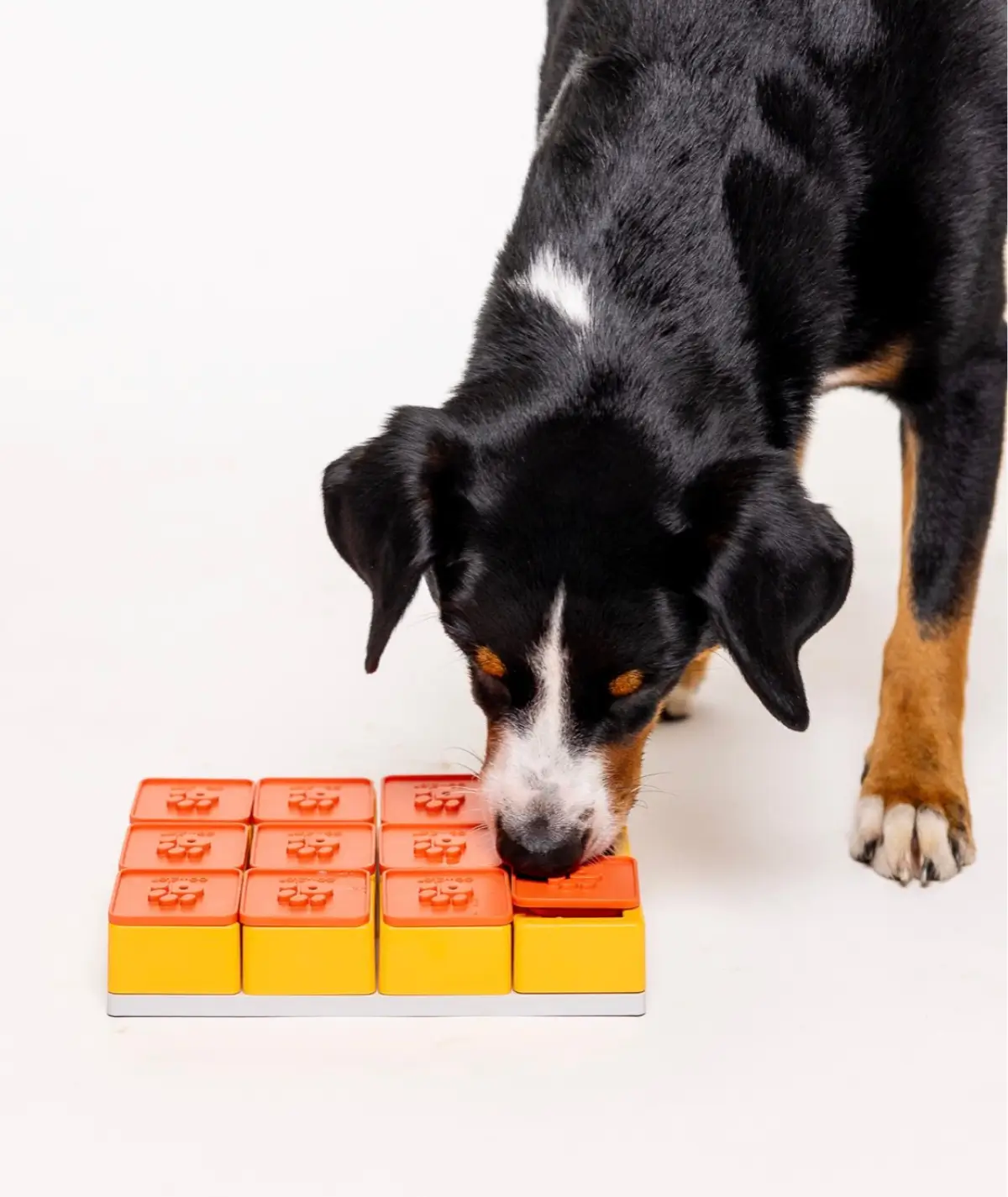 puzzle pawzler avec chien