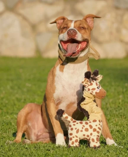 Chien de race American Staffordshire Terrier assis fièrement dans l'herbe à côté de sa peluche girafe à cou extensible