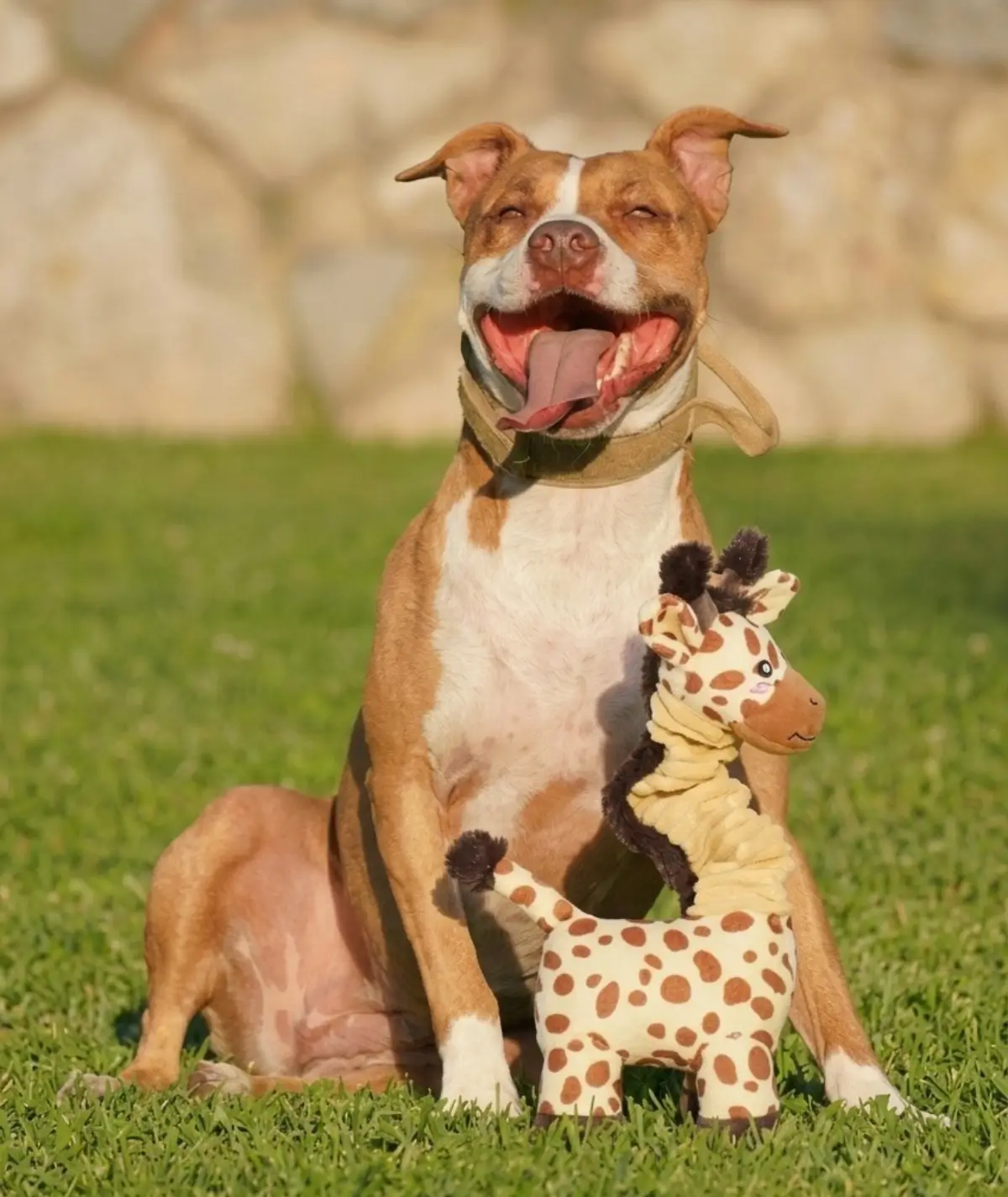 staff avec peluche bungee girafe Chien de race American Staffordshire Terrier assis fièrement dans l'herbe à côté de sa peluche girafe à cou extensible
